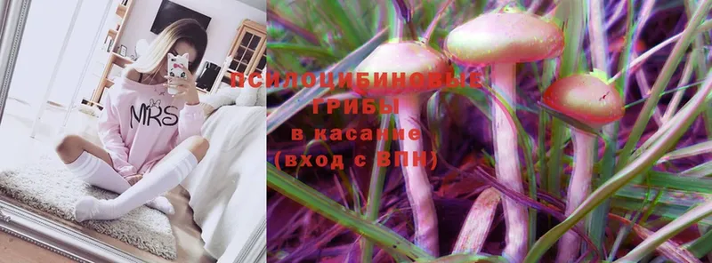 Галлюциногенные грибы Psilocybe Сергач