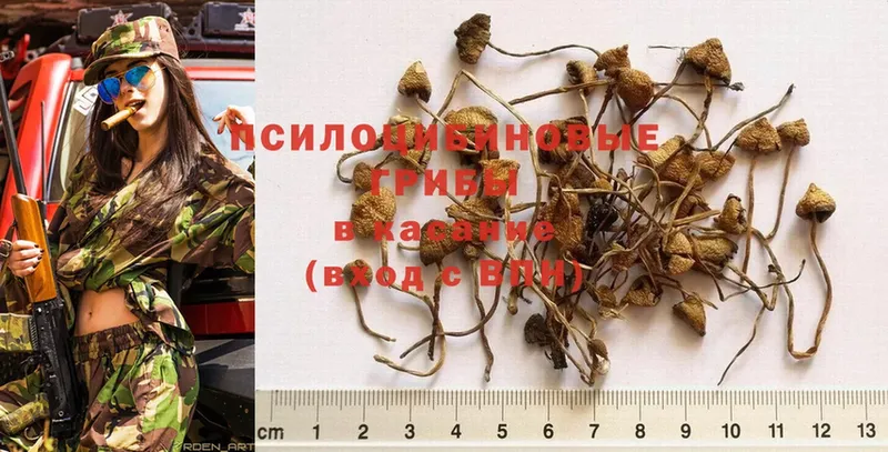 Псилоцибиновые грибы Psilocybe  Сергач 